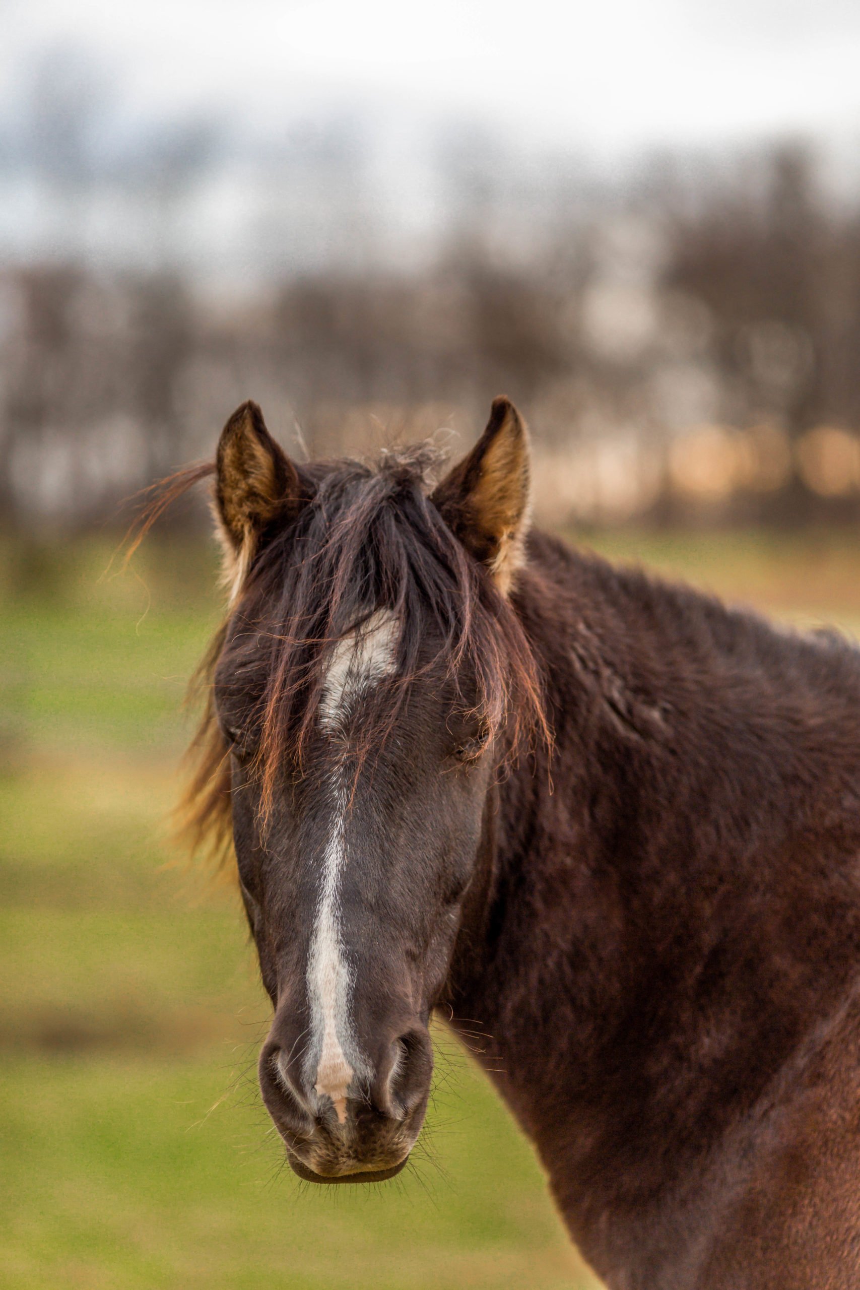 BraveHearts Therapeutic Riding & Educational Center